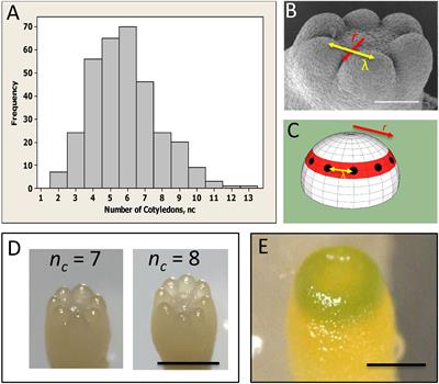 Size regulation of the lateral organ initiation zone and its role in determining cotyledon number in conifers